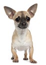 Chihuahua, 1 year old, standing Royalty Free Stock Photo