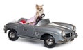 Chihuahua, 11 months old, driving a convertible Royalty Free Stock Photo