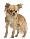 Chihuahua, 12 months old, standing Royalty Free Stock Photo