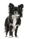 Chihuahua, 12 months old, standing Royalty Free Stock Photo