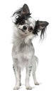 Chihuahua, 12 months old, standing Royalty Free Stock Photo