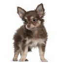 Chihuahua, 12 months old, standing Royalty Free Stock Photo