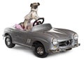 Chihuahua, 14 months old, driving convertible Royalty Free Stock Photo