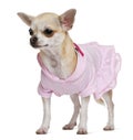 Chihuahua, 15 months old, dressed Royalty Free Stock Photo