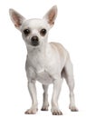 Chihuahua, 15 months old, standing