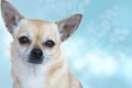 Chihuahua Royalty Free Stock Photo