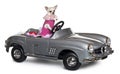 Chihuahua, 18 months old, driving a convertible Royalty Free Stock Photo