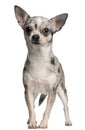 Chihuahua, 18 months old, standing Royalty Free Stock Photo