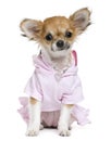 Chihuahua, 2 years old, dressed Royalty Free Stock Photo