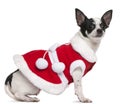 Chihuahua, 2 years old, dressed in Santa outfit