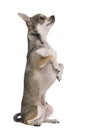 Chihuahua, 3 years old, on hind legs Royalty Free Stock Photo