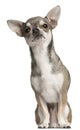 Chihuahua, 3 years old, sitting Royalty Free Stock Photo