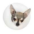 Chihuahua, 4 years old, wearing a space collar Royalty Free Stock Photo