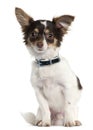 Chihuahua, 7 month old, sitting Royalty Free Stock Photo