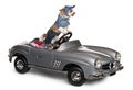 Chihuahua, 8 months old, driving convertible Royalty Free Stock Photo