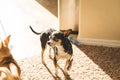 Chihuahua adult standing in sunlight in living room Royalty Free Stock Photo