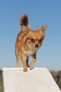 Chihuahua in agility Royalty Free Stock Photo