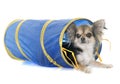 Chihuahua in agility Royalty Free Stock Photo