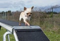 Chihuahua and agility Royalty Free Stock Photo