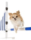 Chihuahua in agility Royalty Free Stock Photo