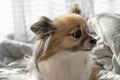 The Chihuahua appears to be expressing concern Royalty Free Stock Photo