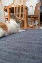 Chihuahua as a domestic pet as it relaxes in a real home\'s living room, gracefully positioned on a blue-grey rug