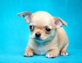 Chihuahua baby puppy dog in studio quality