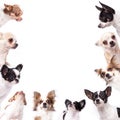 Chihuahua background Royalty Free Stock Photo
