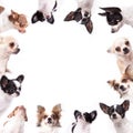 Chihuahua background Royalty Free Stock Photo