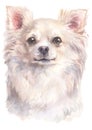 Water colour painting portrait of Chihuahua long-haired 202