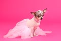Chihuahua ballerina dog Royalty Free Stock Photo