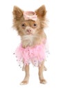 Chihuahua ballerina isolated Royalty Free Stock Photo