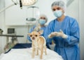 Chihuahua with bandaged belly waiting for postoperative examination in surgical room Royalty Free Stock Photo