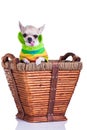 Chihuahua in a basket