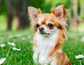 A Chihuahua basking in the sunlight amidst natureÃ¢â¬â¢s embrace Royalty Free Stock Photo