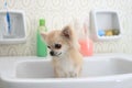 Chihuahua bath in bathroom