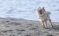 Chihuahua at beach