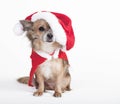 Chihuahua with big santa hat Royalty Free Stock Photo