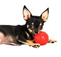 Chihuahua black dog Royalty Free Stock Photo