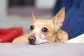Chihuahua is on blue sofa at home. Beautiful ginger dog lying on couch. Pet is resting on couch. cute dog. calm smart dog lies on Royalty Free Stock Photo