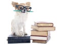 Chihuahua and books