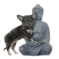 Chihuahua and boudha Royalty Free Stock Photo