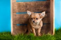Chihuahua in box isolated on blue background dog domestic animal pet Royalty Free Stock Photo