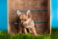 Chihuahua in box isolated on blue background dog domestic animal pet