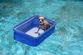 Chihuahua in a Bucket