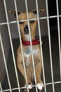 Chihuahua in a cage at the animal shelter