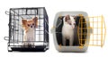 Chihuahua and cat in kennel Royalty Free Stock Photo