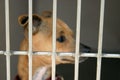 Chihuahua in a chage at the animal shelter waiting to be adopted