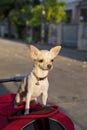 Chihuahua or chiwawa dog Royalty Free Stock Photo