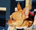 Chihuahua, close-up